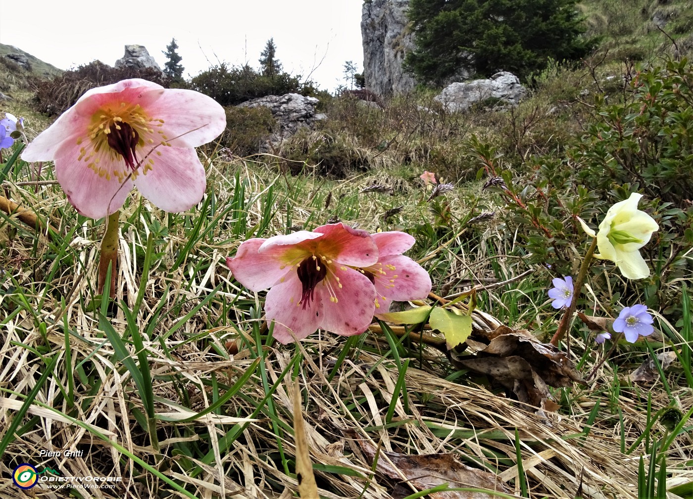 47 Ellebori (Helleborus niger)  in avanzata fioritura ancora in forma.JPG